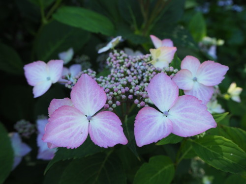 善光寺の紫陽花。