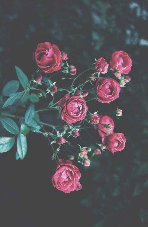 allwantedyou:  Red for love and blood. | via Tumblr unter We Heart It. 