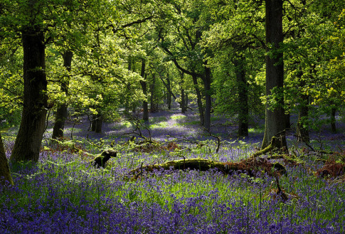 bluebell wood by UndaJ on Flickr.