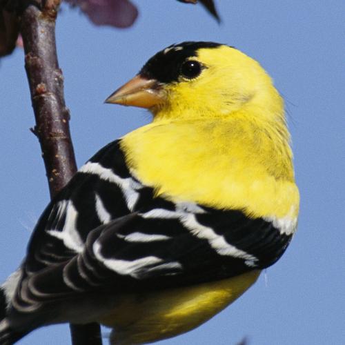 American Goldfinch