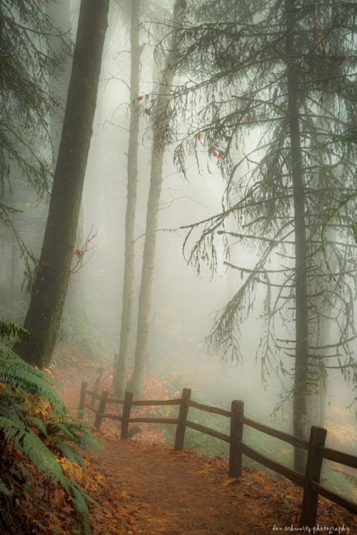 silvaris:    Autumn Mist by Don Schwartz