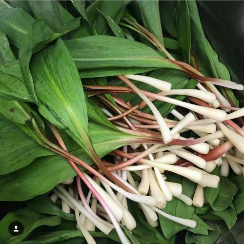 Hiking today! Found so many wild ramps! Cleaned porn pictures