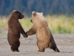 animal-factbook:  When unaware of human presence, bears behave very similarly to us. They have been occasionally spotted showing signs of affection in very human-like ways. Additionally, they occasionally crash tea parties. 