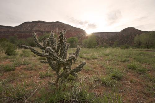 indecentexposurephoto: Guadalupe Box Canyon, New Mexico