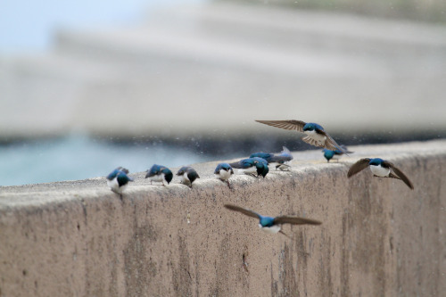 highways-are-liminal-spaces:Waves and Tree Swallows along the breakwall at MontroseChicago, Illinois