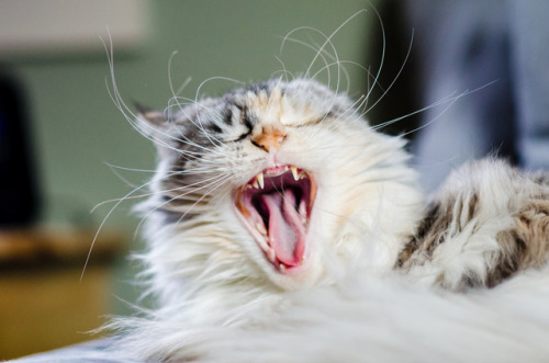 Cat Yawn by Nicholas Erwin You gotta love it when cats yawn in the middle of taking pictures! http:/