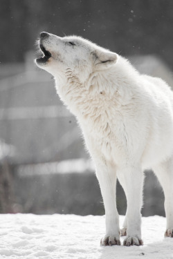  Arctic Wolf By Holly Fretwell 