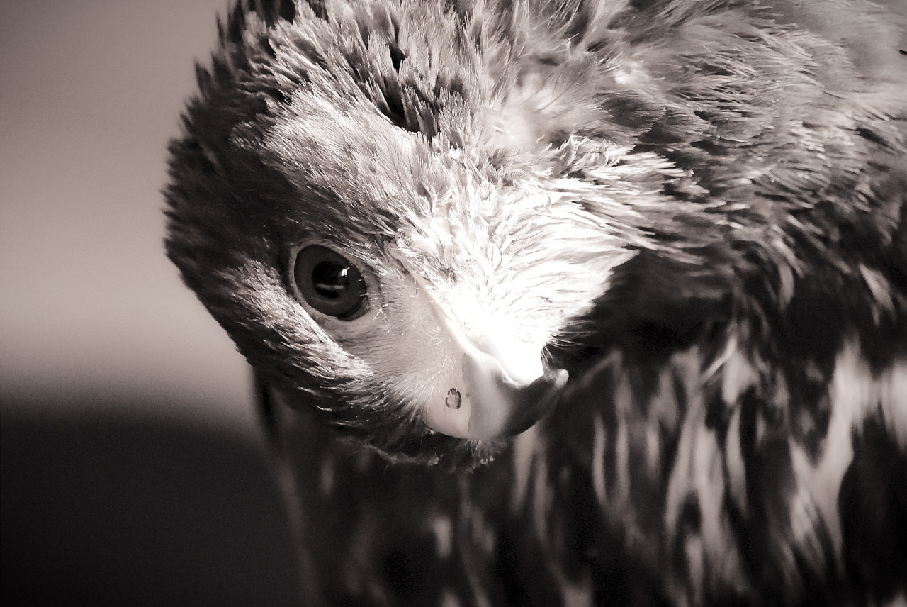 solohawk:  Solo, B&amp;W 1 Some of my favourite photos I took of Solie, that