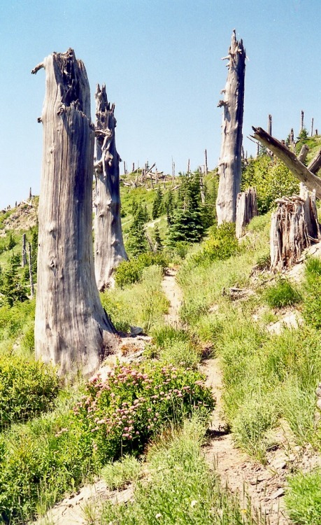 Mt. Margaret Trail, Mt. St. Helens National Volcanic Monument, Washington, August 2000.