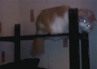 funnynhilariousgif:  Cat tip &gt;&gt;