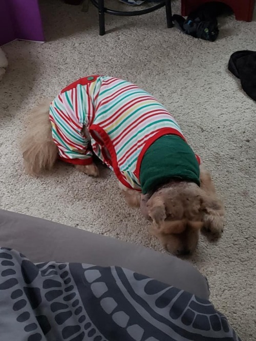 luxxrays:  luxxrays:  My Service Dog got attacked. (Lend a hand?) This is Gia. She is the sweetest, 