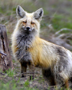 jaws-and-claws:  Yellowstone fox by JT Humphrey