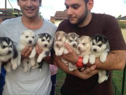 awwww-cute:Who wants a husky?