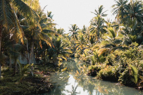 riceordie:Jungle scenery in Siargao.follow me @riceordie for more of my tropical photos.