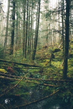 dpcphotography:  Lost in the forest