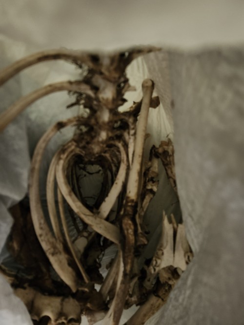 Bones