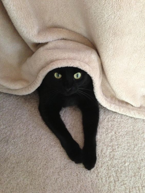 Black Cat Appreciation Post