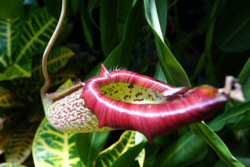 Nepenthes(Tropical Pitcher Plant) by Jim Wallace