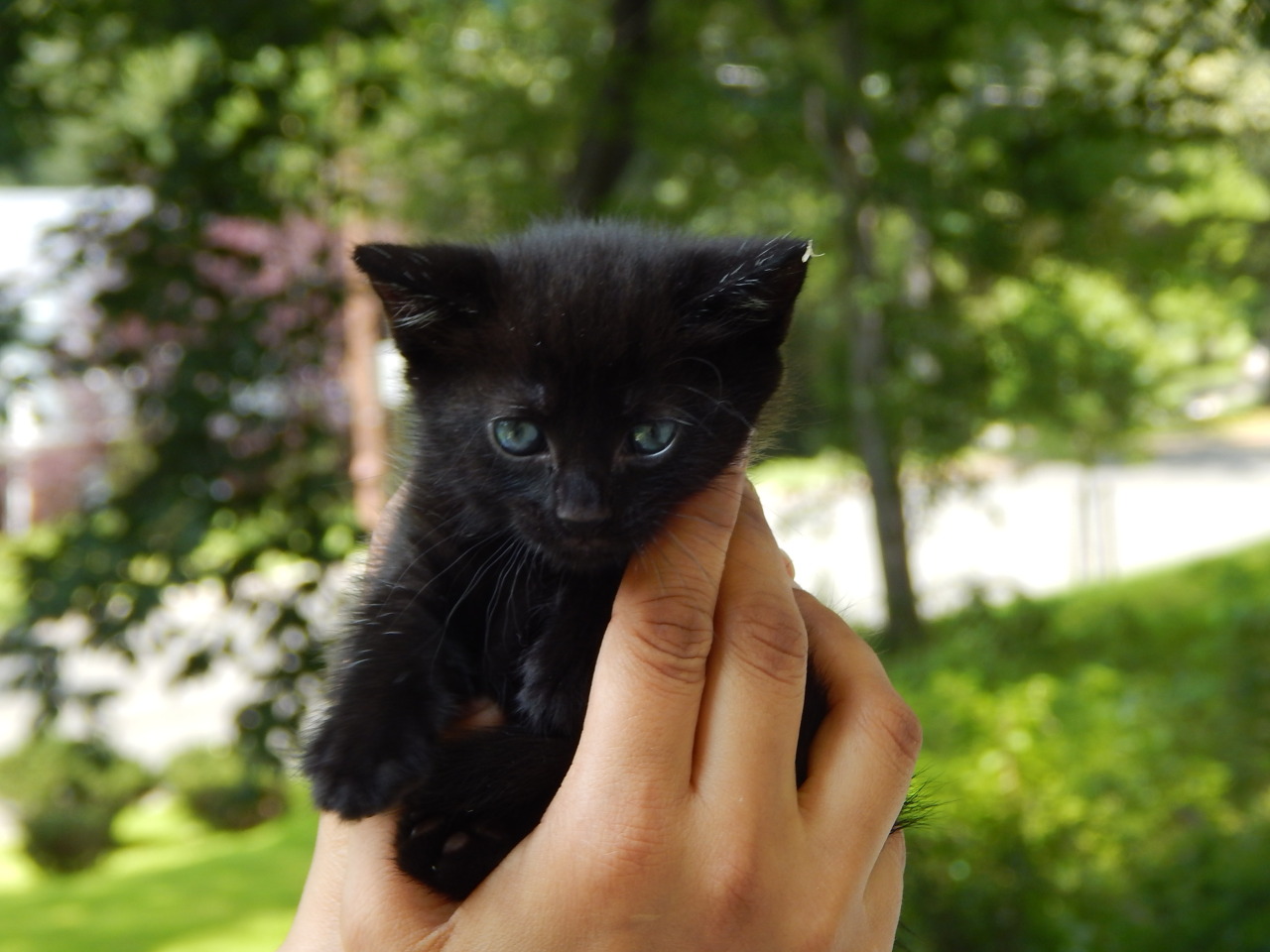 catp0rn:  This little lady is eating solids all on her own - which means she’s