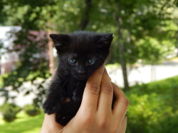 catp0rn:  This little lady is eating solids