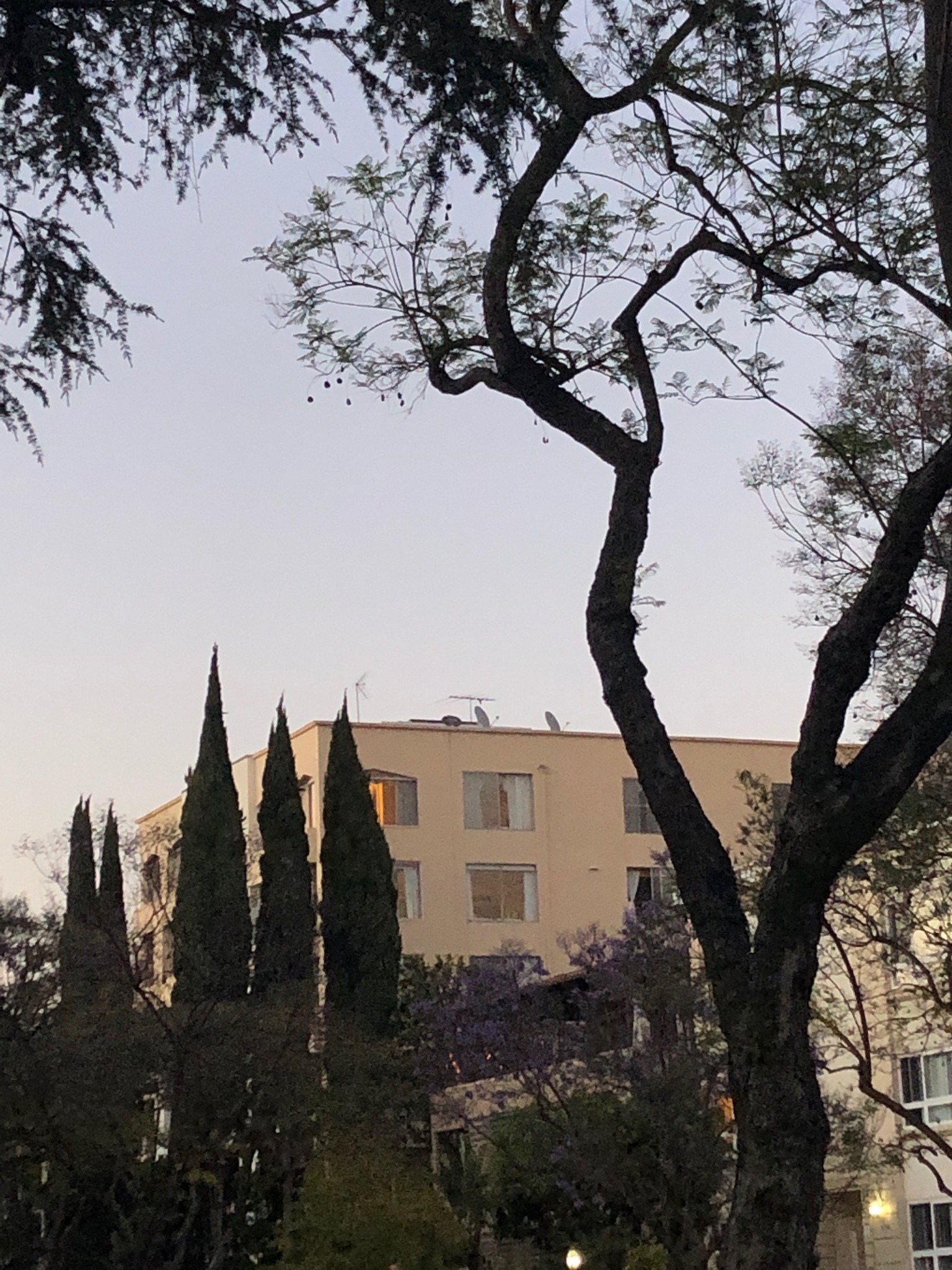 zemestoun:Sometimes i do really love this city.. the purple flowers on the jacarandas are back and they always make me think of summer 2016 and how loss taught me what it really means for people to be there for each other. May is always a very sentimental