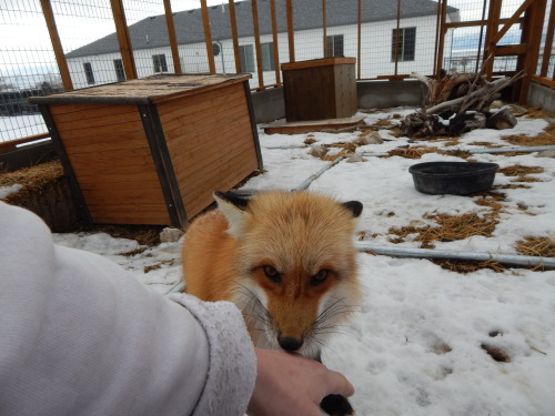 Apologies for lack of updates, I’ll be catching up ^^ Here we have my friend’s happy, floofy red fox