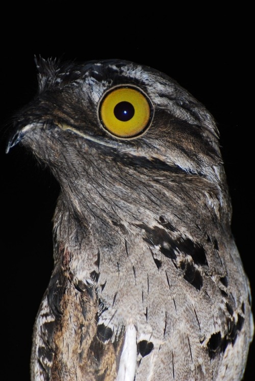 catsbeaversandducks:  The Potoo Bird Always Looks Like It Just Saw Something Absolutely Horrifying. OMG… All the cuteness via BuzzFeed 