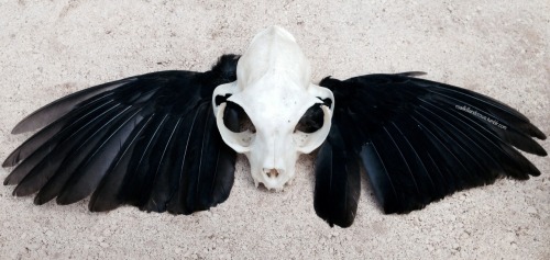 roadkillandcrows: Cat skull and blackbird wings.