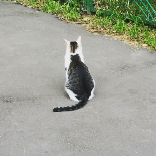 madmaudlingoes: markv5: Кот, у которого на спине кот. И да, спинной кот толще самого кота. “A 