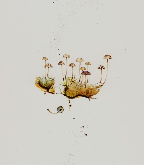 Fungi and Moss (study 2)Acrylic painting