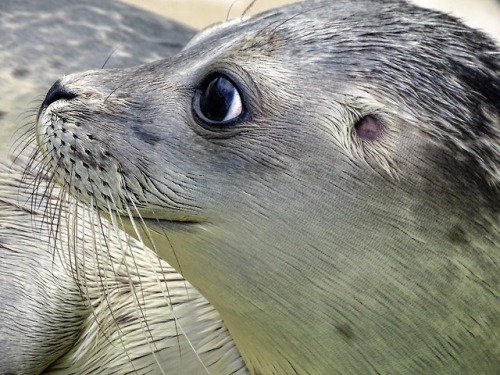 fuckyeahfluiddynamics: Harbor seals and their brethren have a superpower that lets them track their 