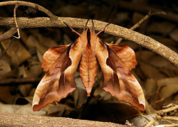 sinobug:  Hawk Moth (Phyllosphingia perundulans/dissimilis, Smerinthinae, Sphingidae)   by Sinobug (itchydogimages) on Flickr. Pu'er, Yunnan, China  See more Chinese moths on my Flickr site HERE…..