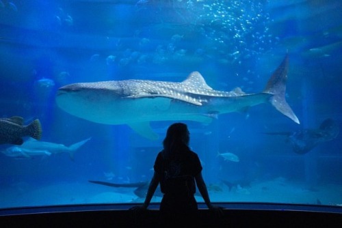 Visited the largest aquarium in the world What an experience! . . . . #aquarium #whaleshark #osaka #