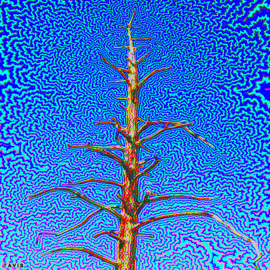 billtavis: old tree