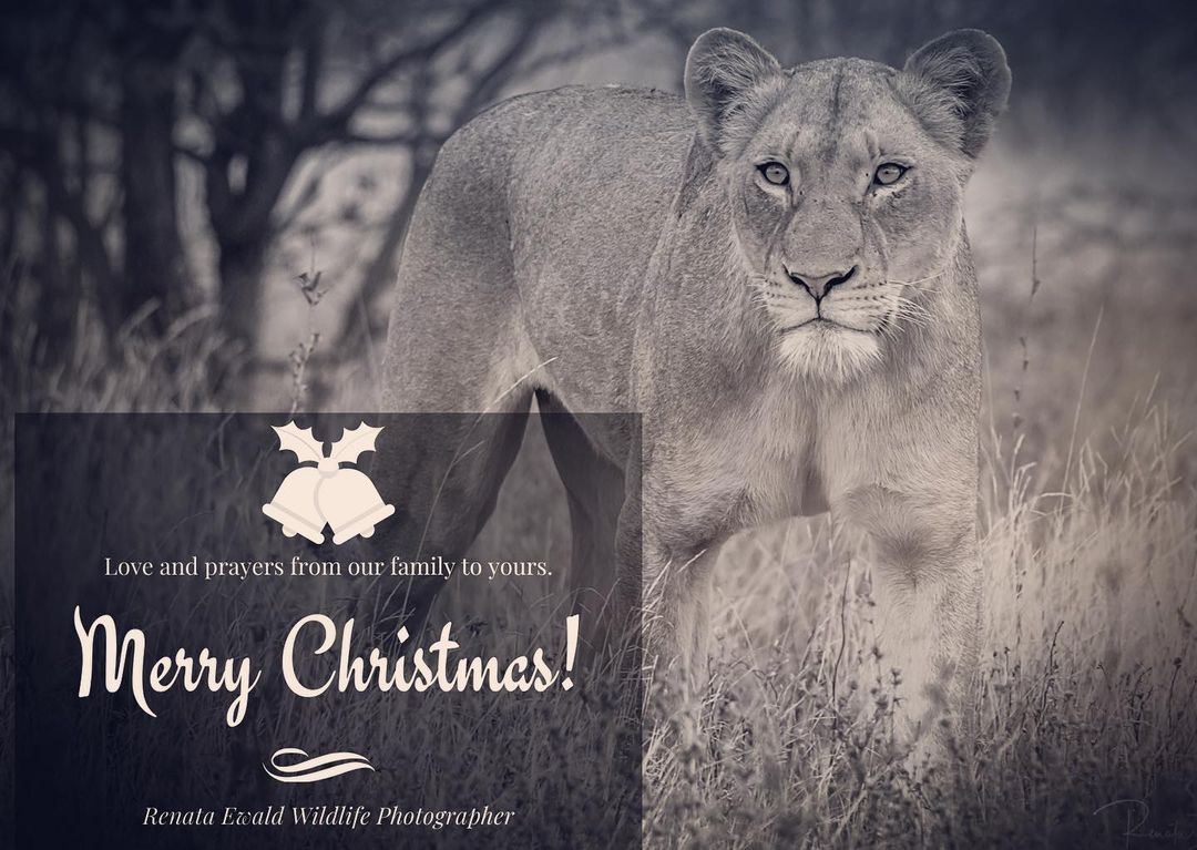 <p>Merry Christmas everyone! #festivetime #familysafari #merrychristmas2020 #safari #wildlife #jesusoursavior #love @renataewaldwildlifephotography <br/>
<a href="https://www.instagram.com/p/CJN668rg0O-/?igshid=1ecwql6h14gko">https://www.instagram.com/p/CJN668rg0O-/?igshid=1ecwql6h14gko</a></p>