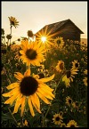 mennyfox55:Girasoles    ..