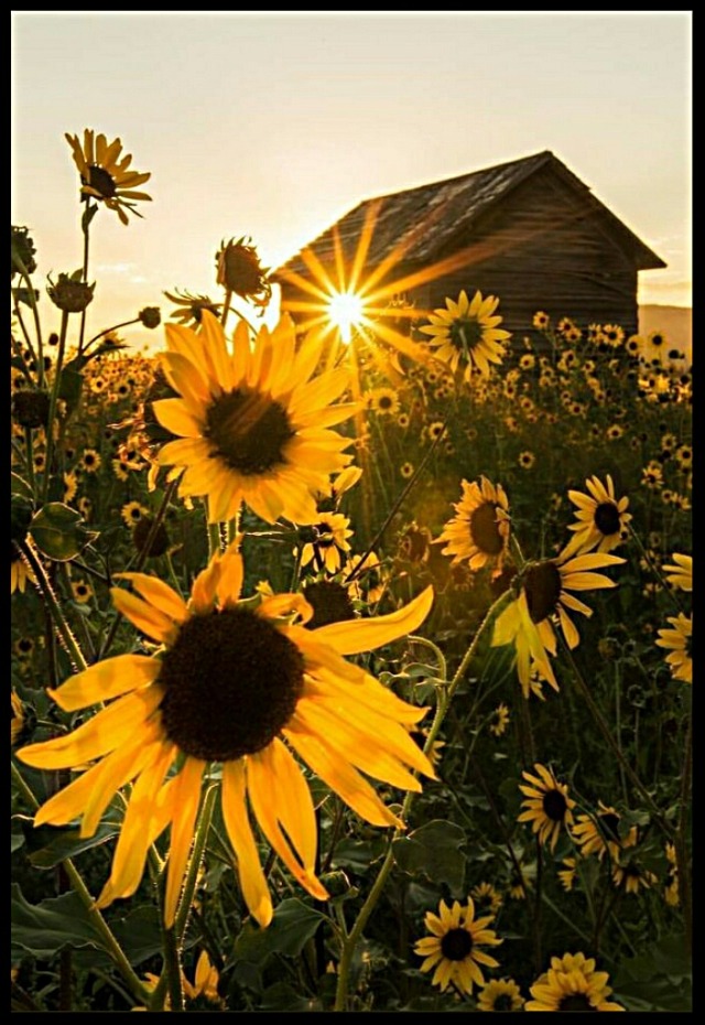 mennyfox55:Girasoles    ..