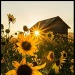 mennyfox55:Girasoles    ..