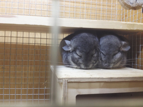 dailychinchilla:  (via)