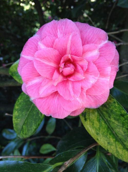 camellia