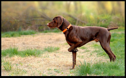 misterwooff:  german_shorthair_pointing by