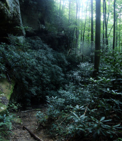 Frolicingintheforest:  A Sea Of Evergreens!  