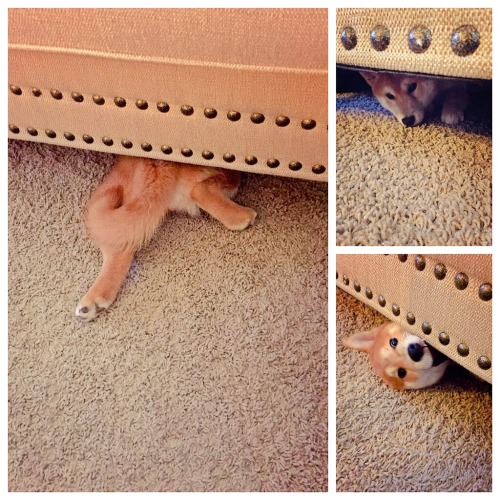 awwww-cute:  Heard Shiba’s were cats in disguise. Got a Shiba, can confirm Kevin is a cat