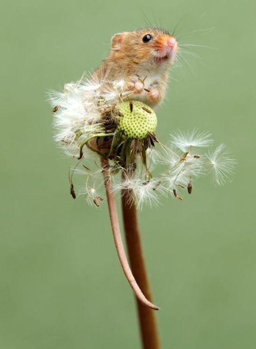 Photos Of Adorable Harvest Mice Playing Among Plants