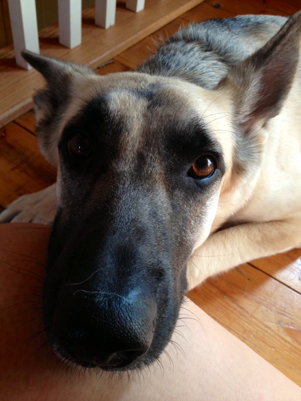 handsomedogs:  Mika, my gorgeous GSD