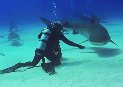 giffingsharks:  Scuba Diving with Tiger Sharks