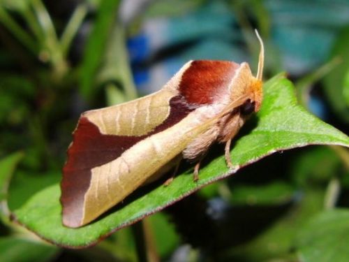 gotta-love-bugs:sixpenceee: Uropyia meticulodina is found in China and Taiwan. This moth is rem