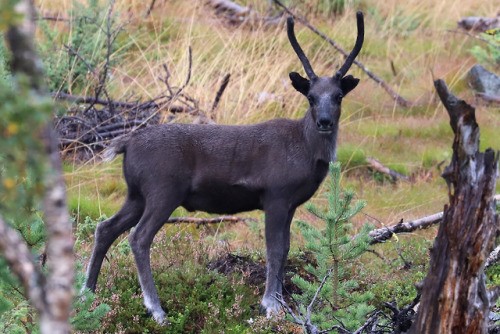 michaelnordeman:Reindeers/renar near Mittådalen in Härjedalen, Sweden.