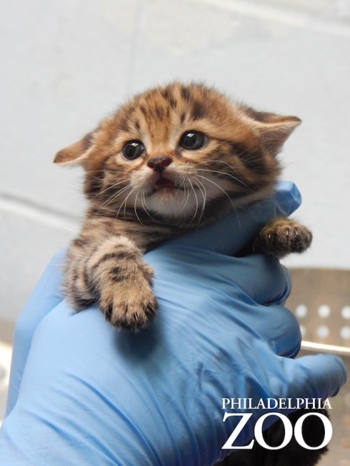 ravynfuckingfrost:mymodernmet:On April 8, 2014, Philadelphia Zoo welcomed three new little ones to t