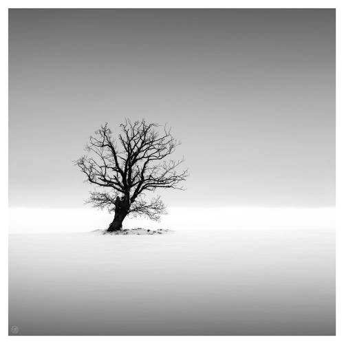 The Crooked Tree by Laurent James Antony Camera: Fujifilm X-T3 Lens: Fujifilm XF 55-200mm f/3.5-4.8 